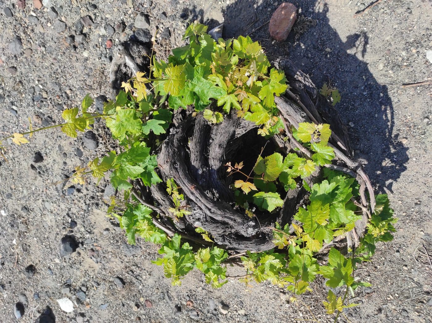Close-up of a gnarled grapevine trunk with fresh green leaves growing in rocky, volcanic soil, characteristic of Santorini vineyards.