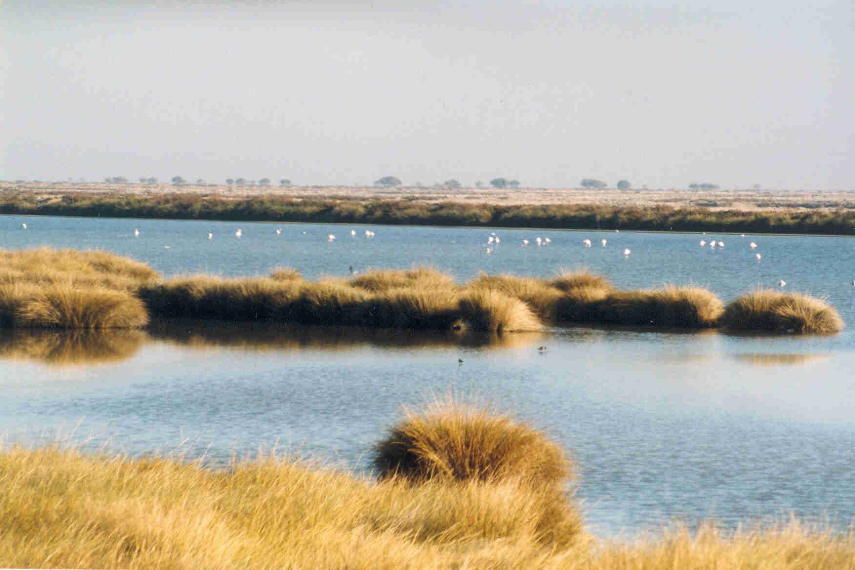 Natural wetlands and marshes in Coto de Donana National Park, a protected nature reserve near Ayamonte