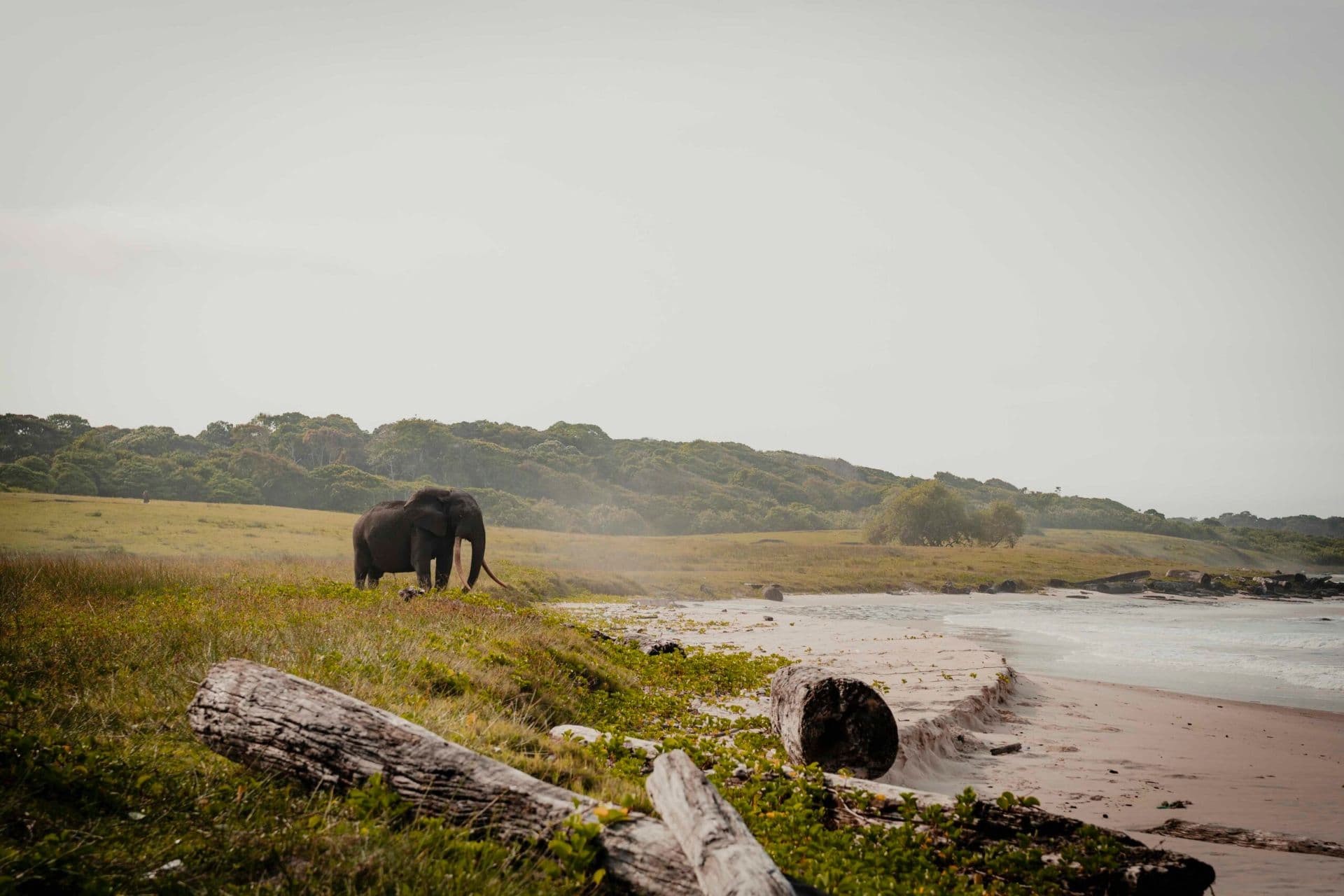 Coastal shoreline with sandy beach, grassy dunes, jungle hills, and an elephant near the water.