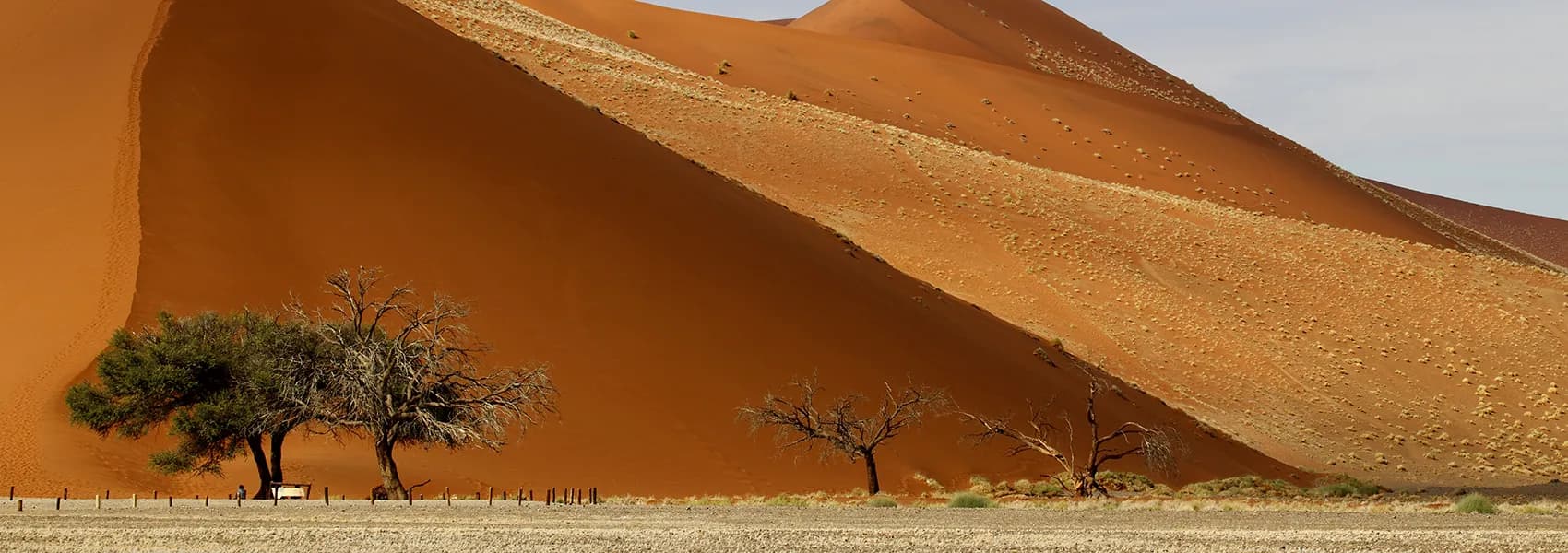 Vast orange sand dunes rise behind scattered dead trees and a lone green tree in the Namib desert landscape.