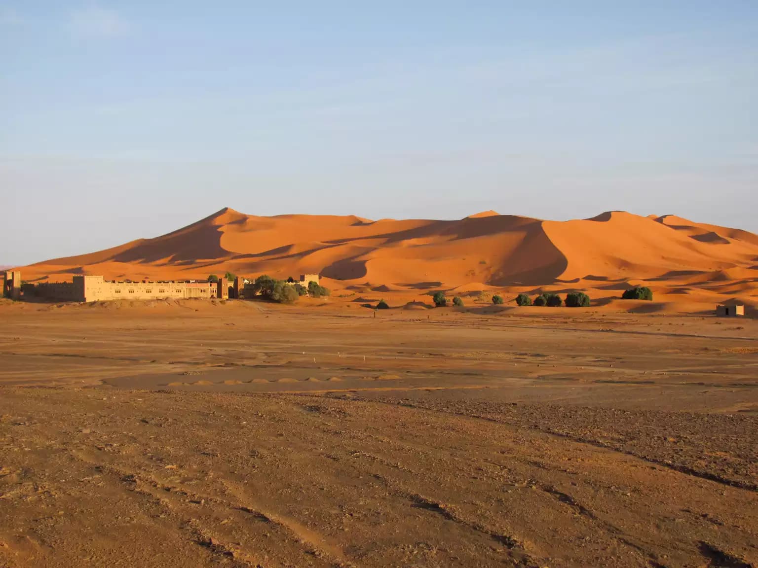 Spring wildflowers in the Moroccan desert near Akhfennir