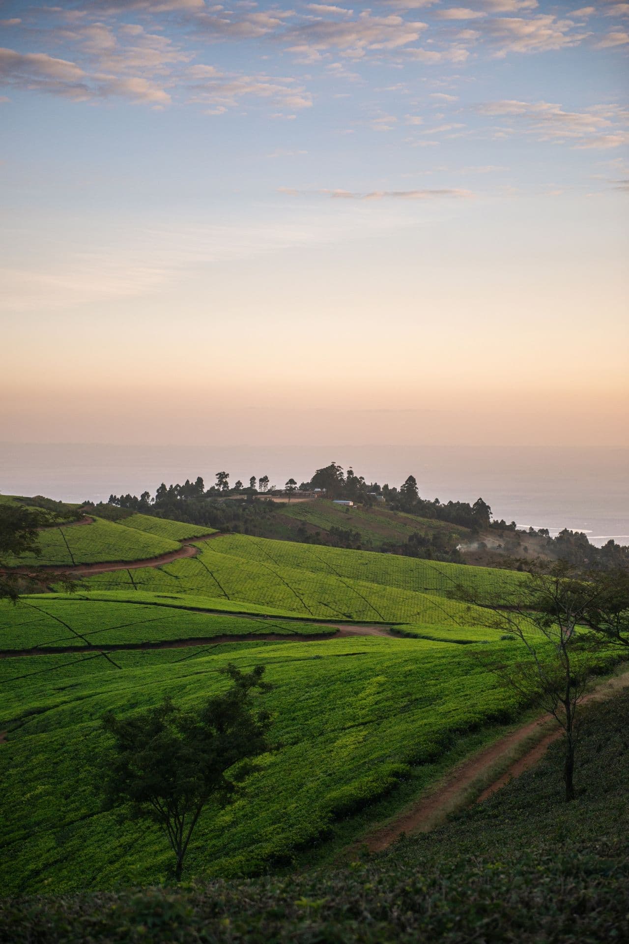 Zomba, Malawi: The High-Altitude Coffee Truth