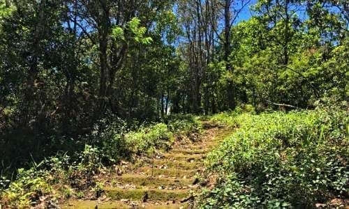 Sunlit dirt trail winding through dense forest in Bhutan