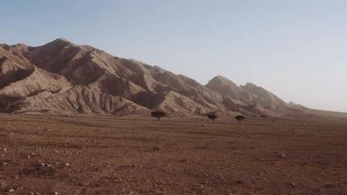 Wide scenic view of the Mleiha desert landscape featuring arid mountains and scattered acacia trees under a hazy sky.