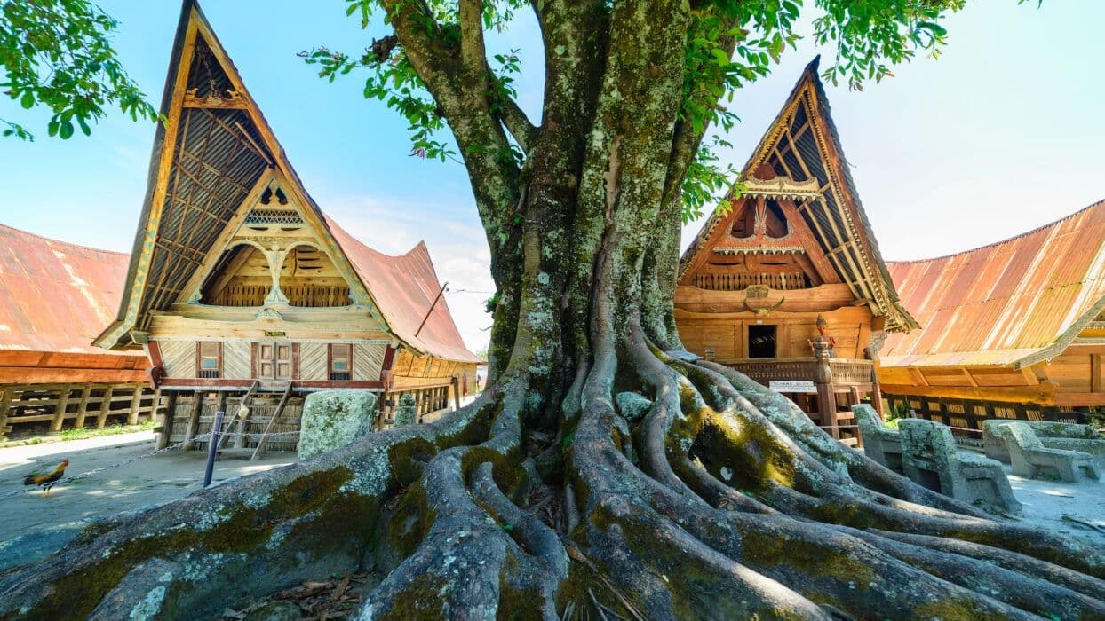 Traditional wooden Tongkonan houses with boat-shaped roofs stand behind a large tree with sprawling roots in Ambarita village.