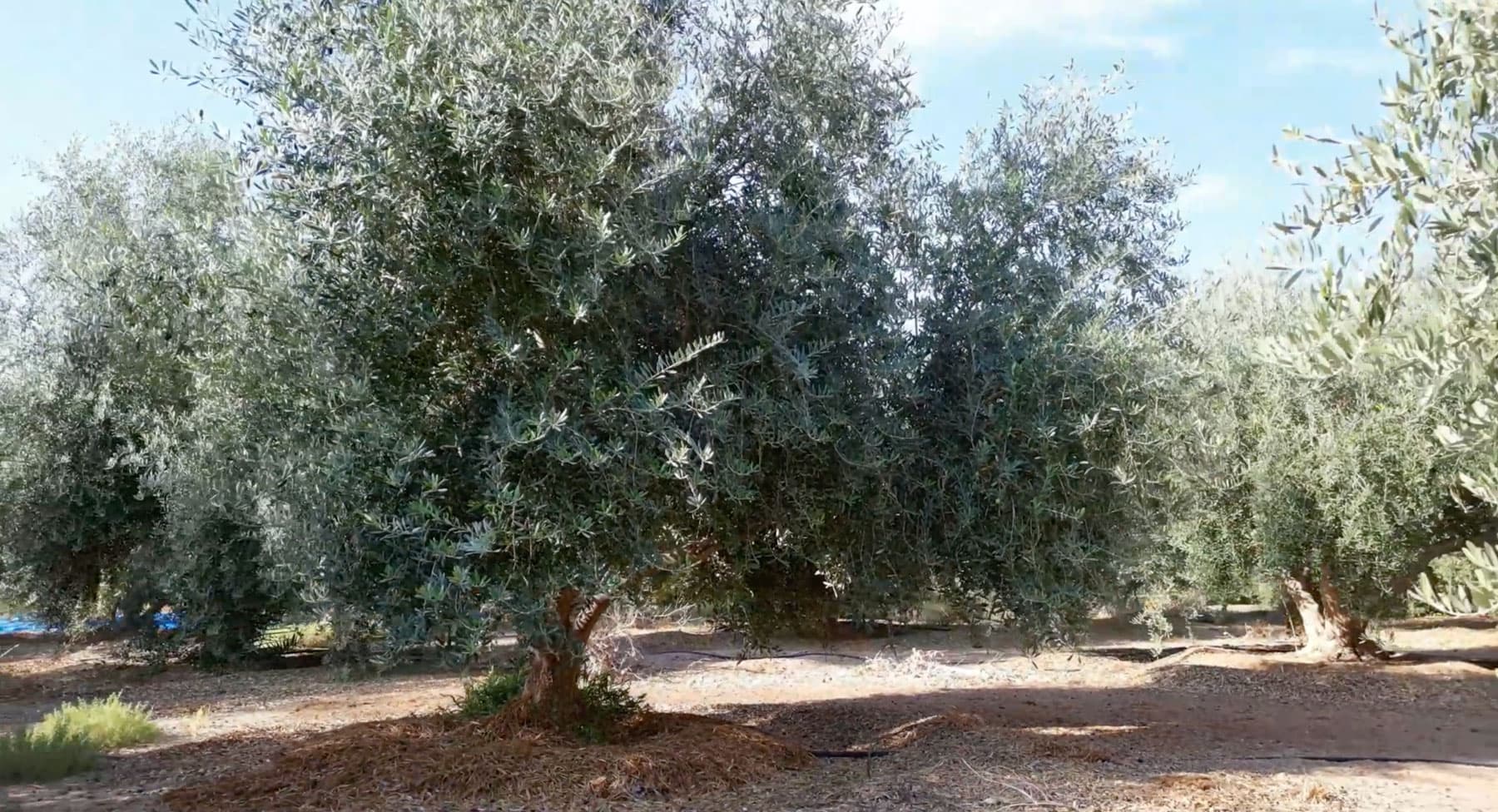 Olive groves in the Al Jawf province, known as the olive basket of Saudi Arabia