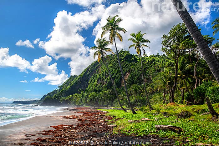 Atlantic ocean waves crashing against the rocky coast and black sand beach near Rosalie village, Dominica