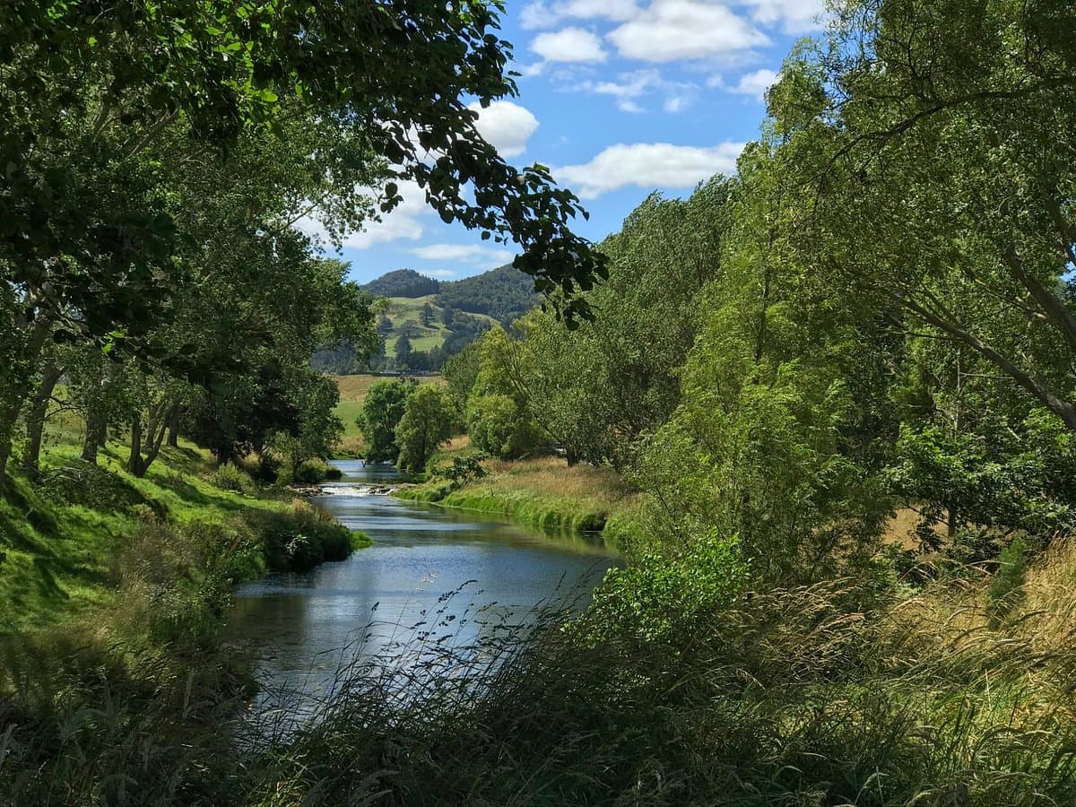 Vibrant green countryside with trees and open fields in spring, Waikato region, New Zealand