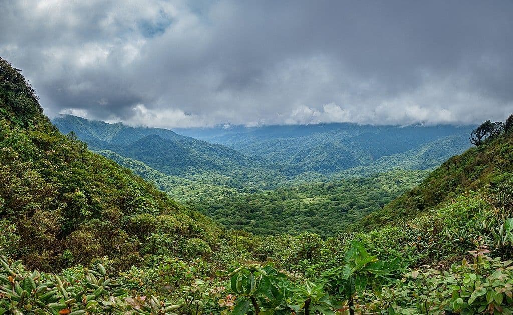 Lush green rainforest valley under a cloudy, overcast sky with misty mountains in the distance.
