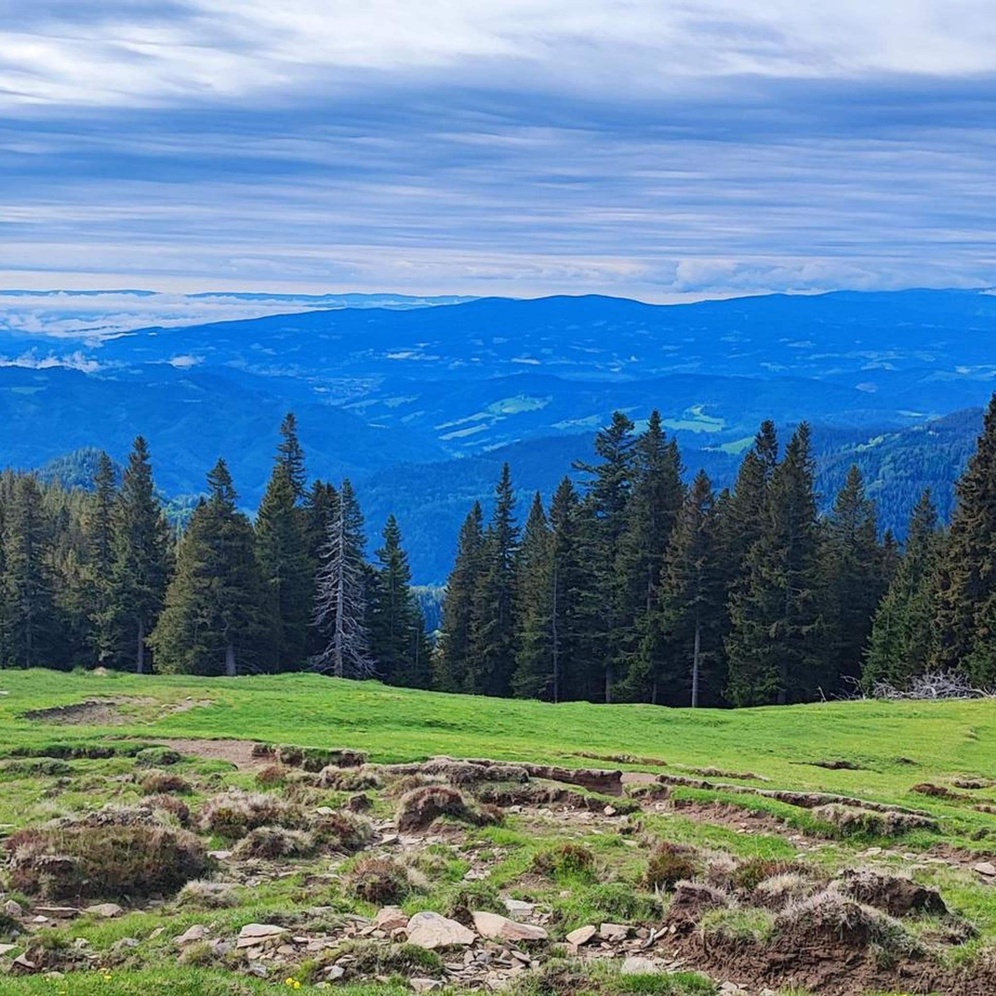 A scenic view of a green alpine pasture with a line of coniferous trees in the mid-ground and distant blue mountain ranges under a cloudy sky.