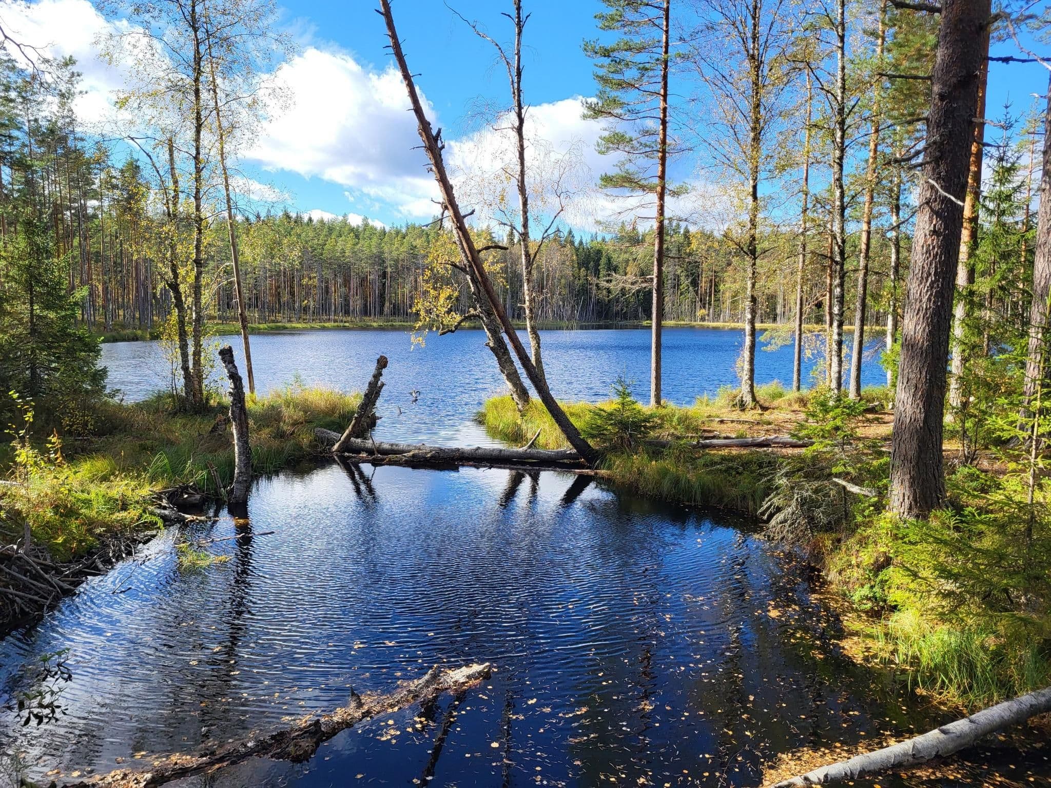 Vegan & Vegetarian Eats in Eura, Finland: A Spring Guide