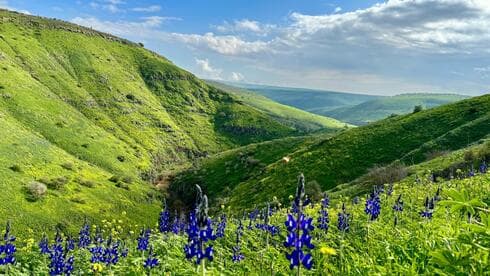 Lush green hills and wildflowers in the Jezreel Valley during spring