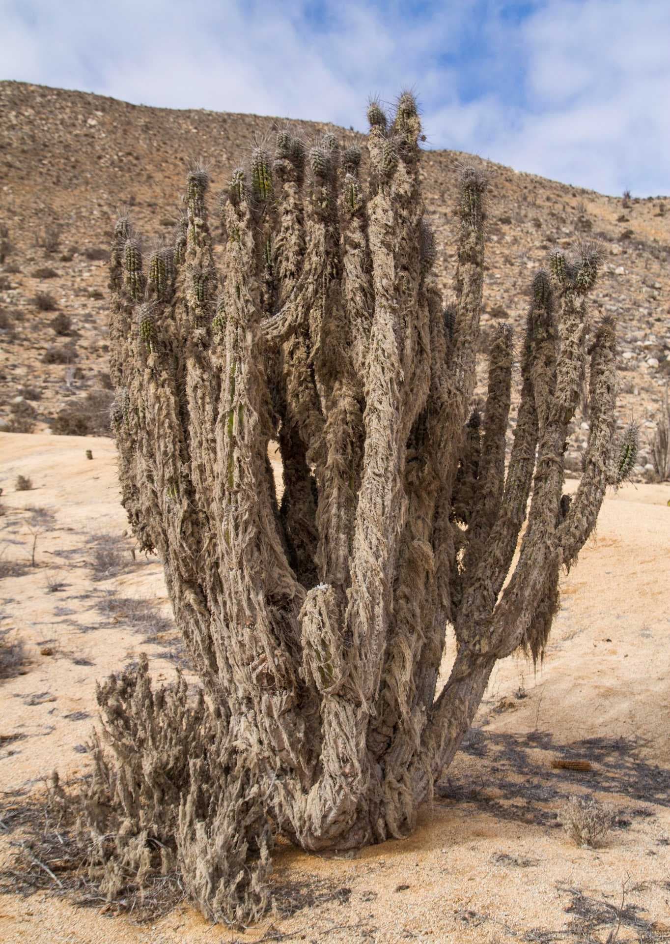 A large woolly cactus in sun-baked sandy scrubland near Pedernales, Ecuador, with a dry hillside and blue sky.