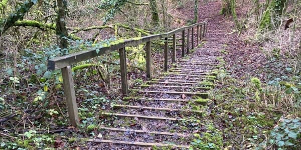 A moss-covered wooden staircase with a railing winds through a dense, leafy deciduous forest, capturing the natural scenery of Lenningen.