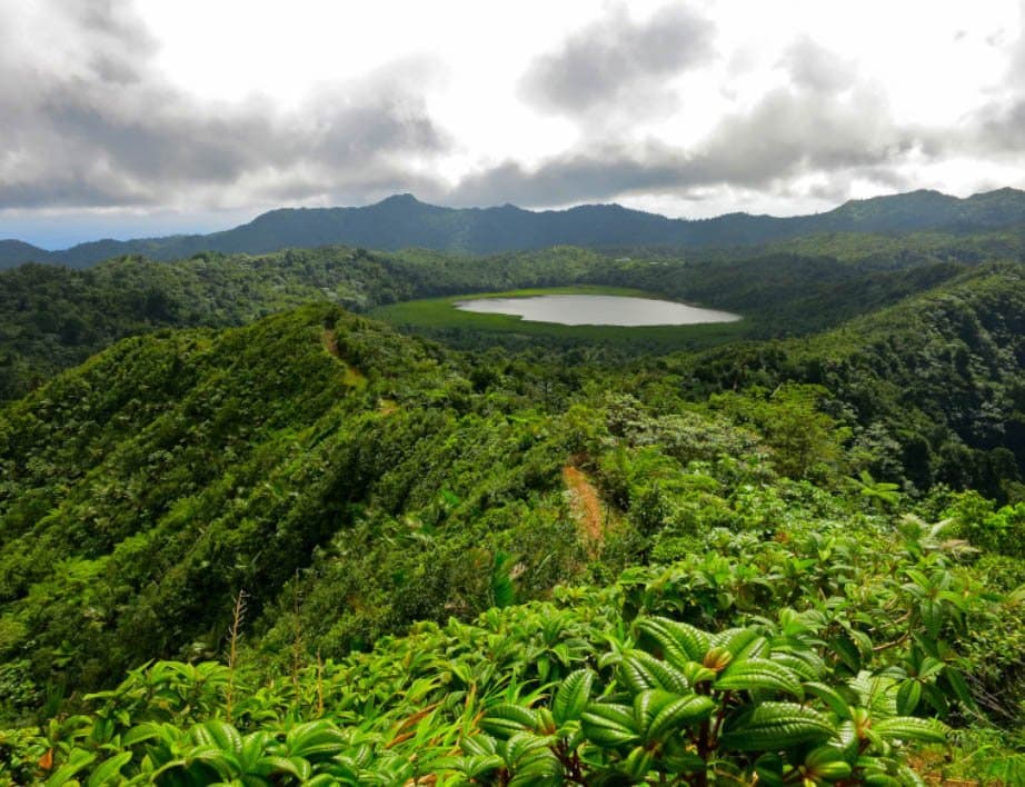 Sauteurs Grenada Grand Etang National Park rainforest trail, spring scenery