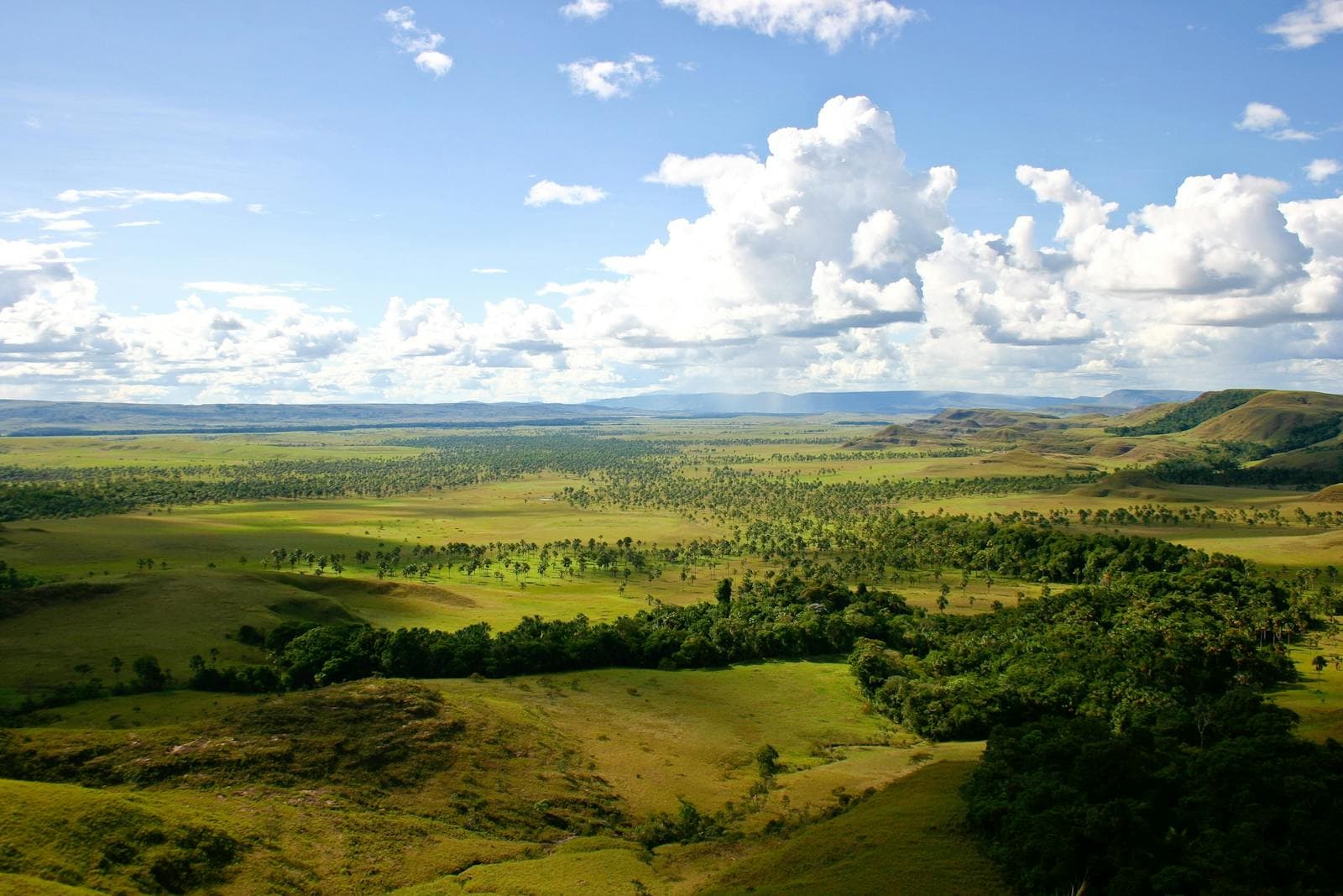 Expansive grasslands landscape of the Venezuelan Llanos