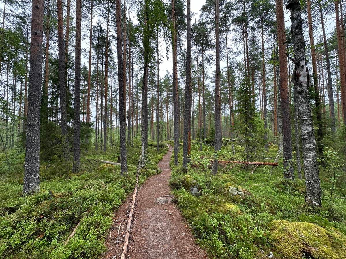 Spring landscape of hiking trails through pine forests in Vörå, Finland, wide view