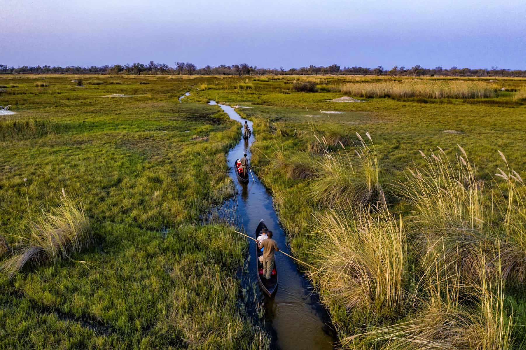 Traditional mokoro canoe navigating the lush green waterways of the Okavango Delta in spring