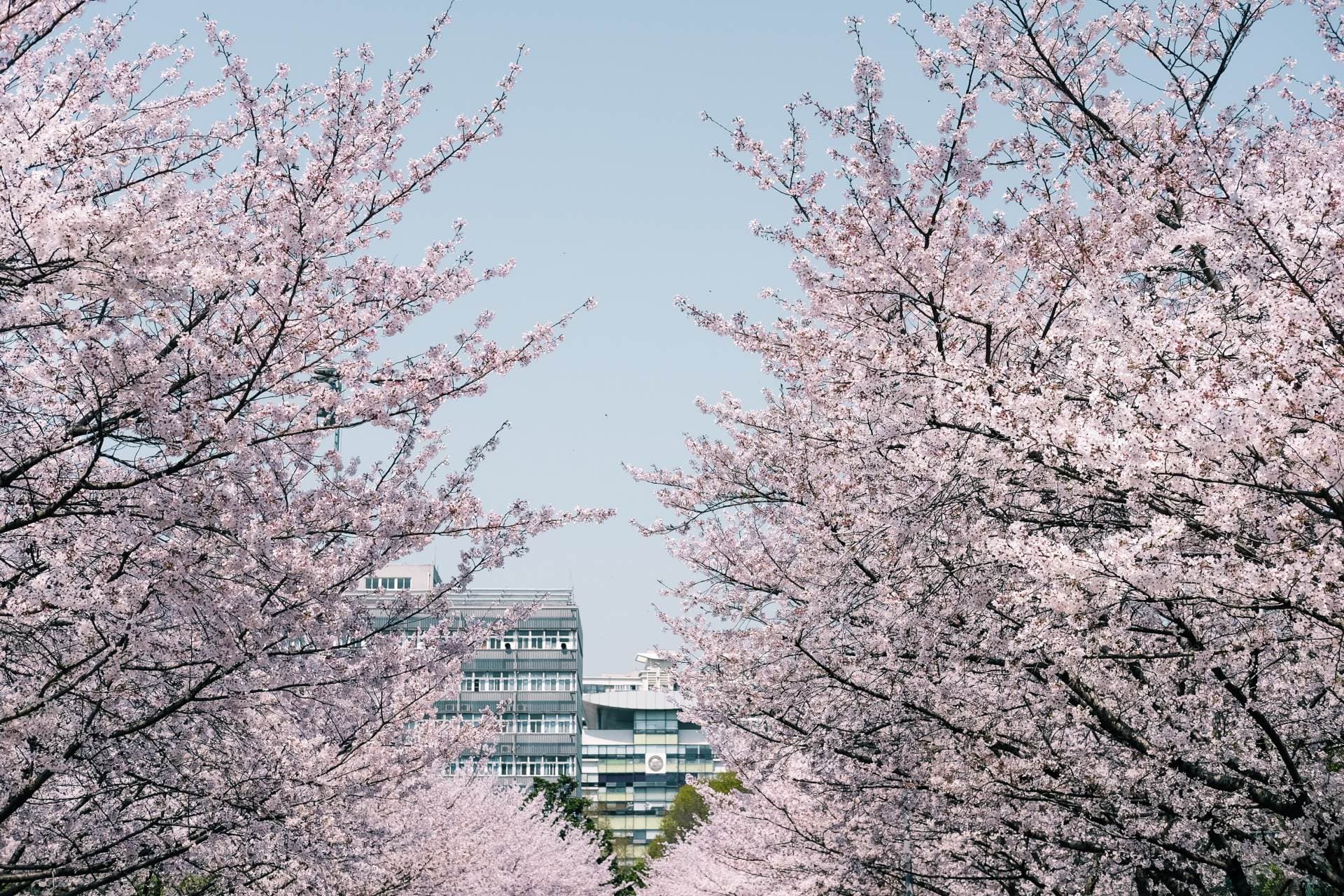 Cherry blossoms in Shanghai parks during spring, urban green spaces