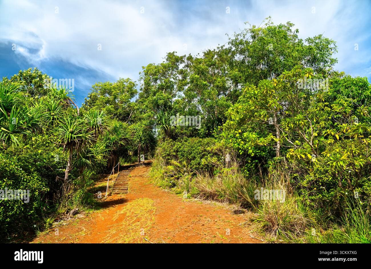 Narrow hiking path with steps leading through dense green jungle foliage in Palau