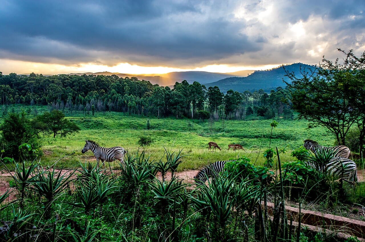 Zebras and antelopes graze in a lush green landscape at Mlilwane Wildlife Sanctuary under a dramatic, cloudy sunset sky.
