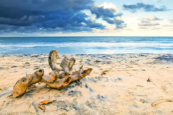 Weathered driftwood rests on a sandy beach with turquoise ocean waves and dramatic clouds in the background.