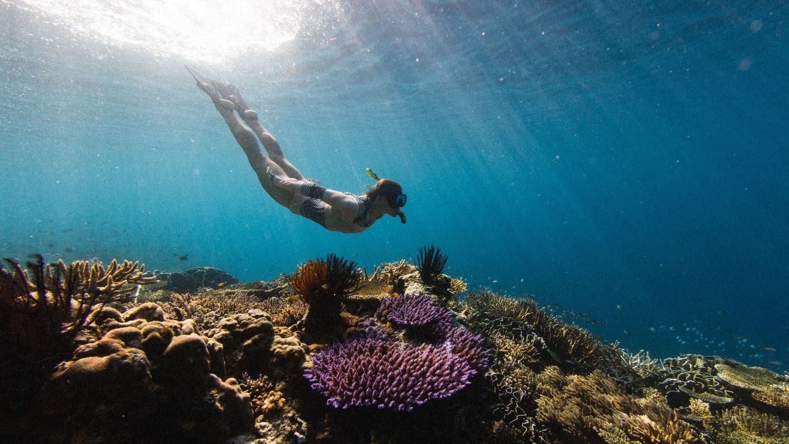 Underwater view of colorful coral formations and tropical fish in the Philippines