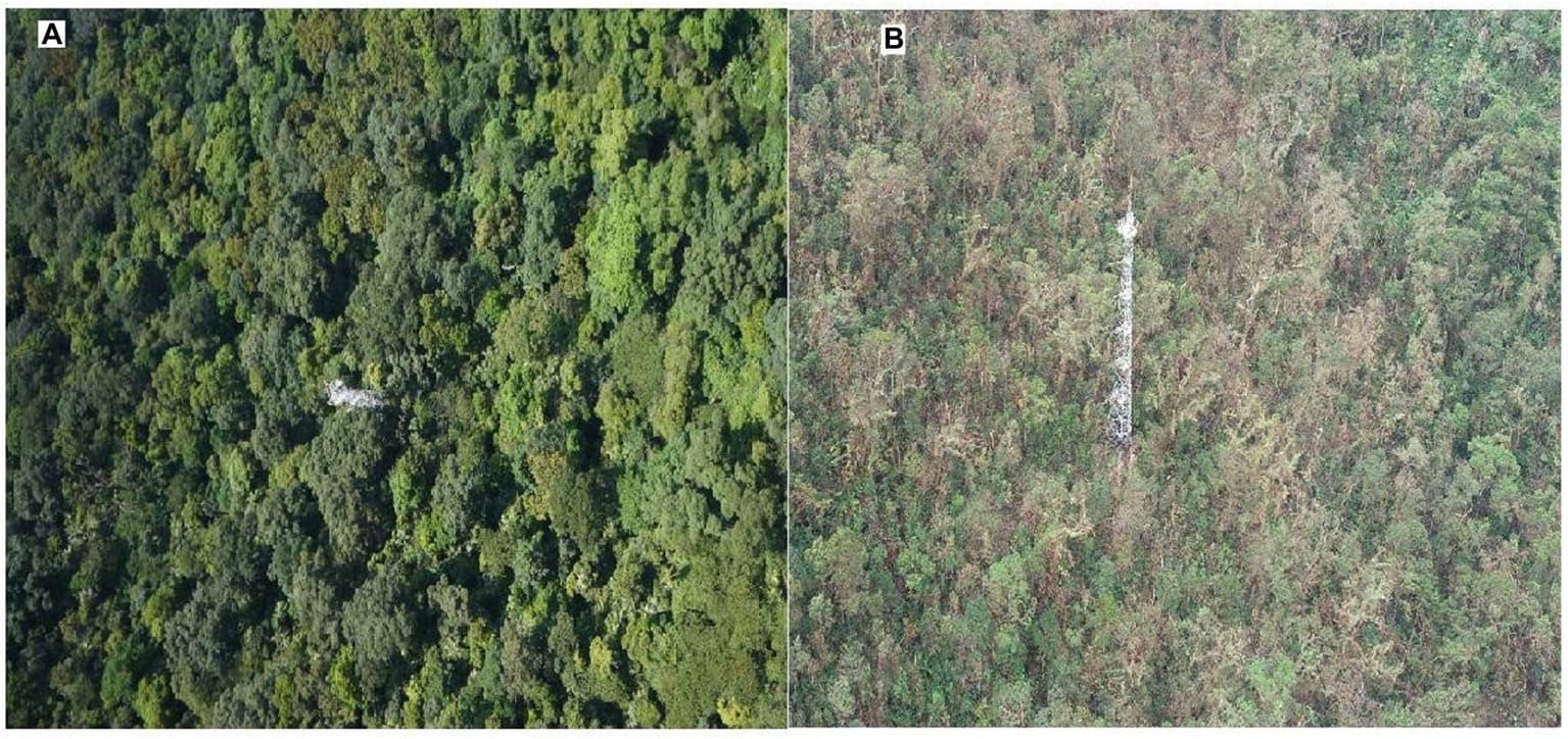 Aerial landscape of Kakamega Forest Reserve, Kenya, highlighting the expansive rainforest canopy