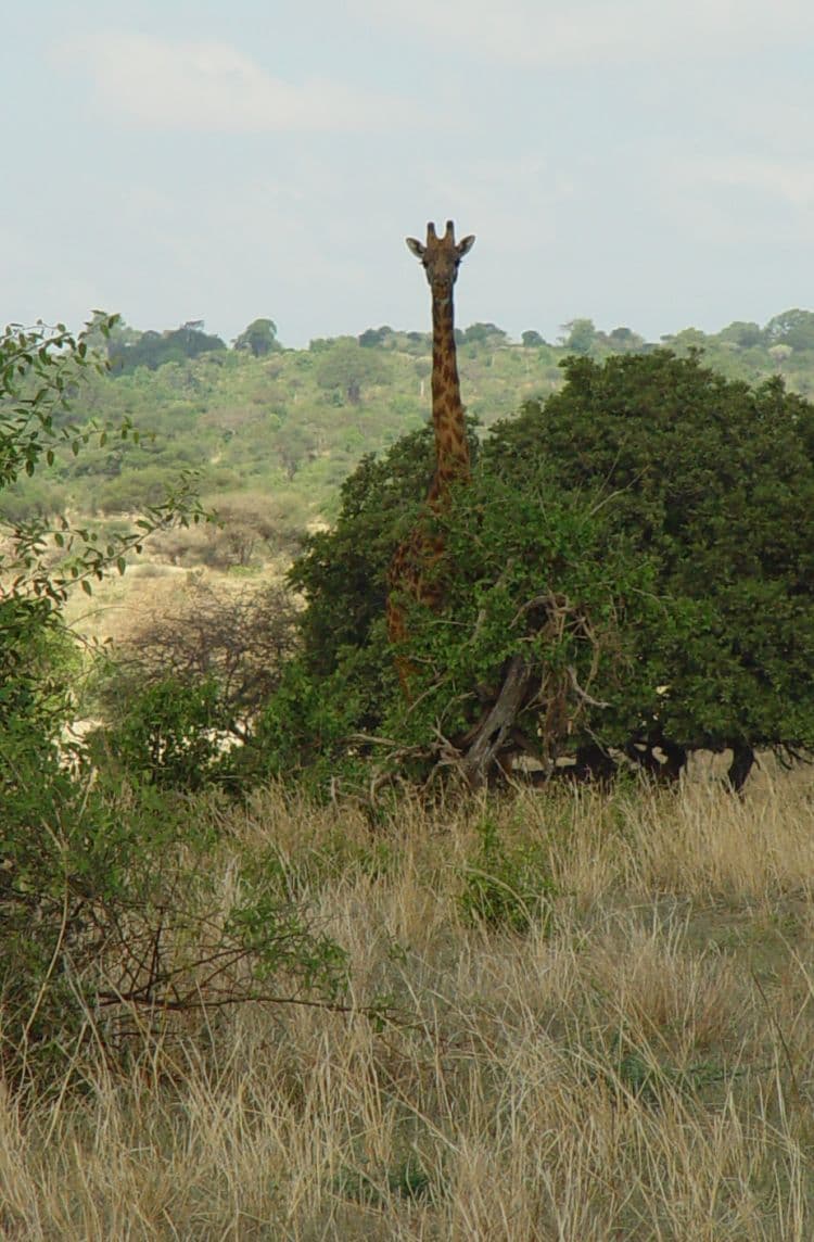 Savannah landscape in Tarangire National Park, Tanzania, featuring giraffes, zebras, and baobab trees