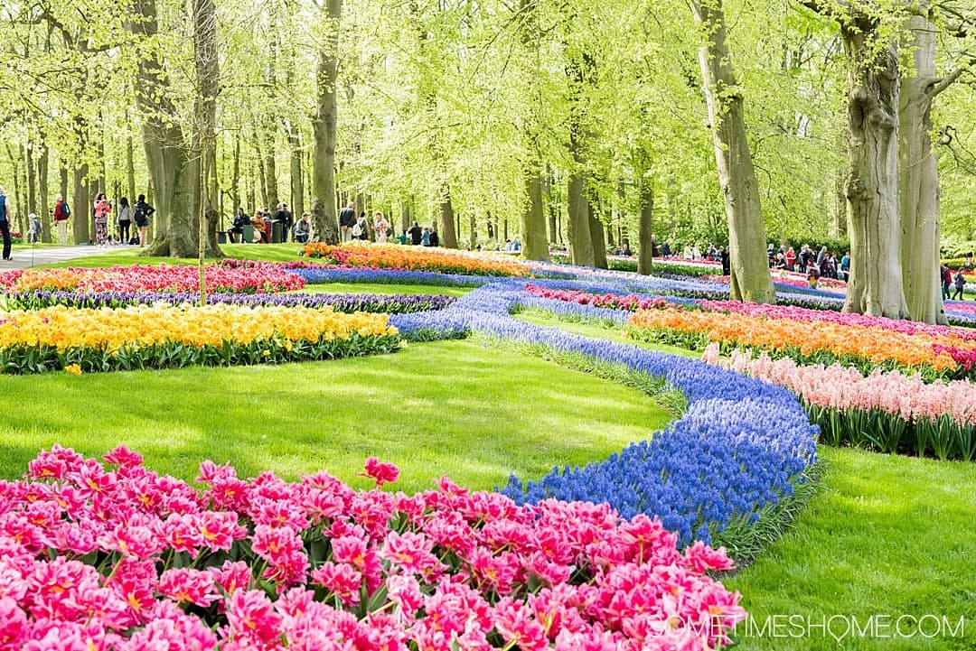 Tulip fields in Netherlands at Keukenhof Gardens during spring