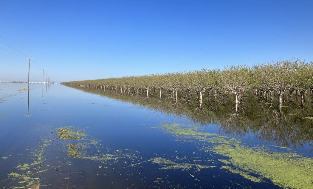 Flooded agricultural orchard with rows of trees reflected in standing water under a clear blue sky.