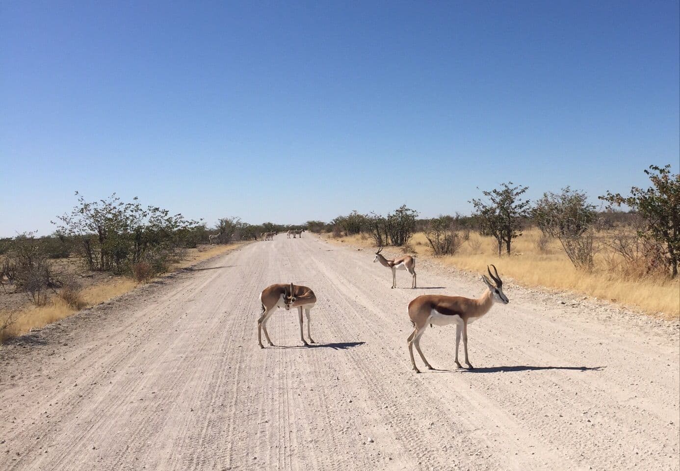 Dirt road through dry savanna near Ongandjera, Namibia, with scattered shrubs and springbok grazing under a clear blue sky.