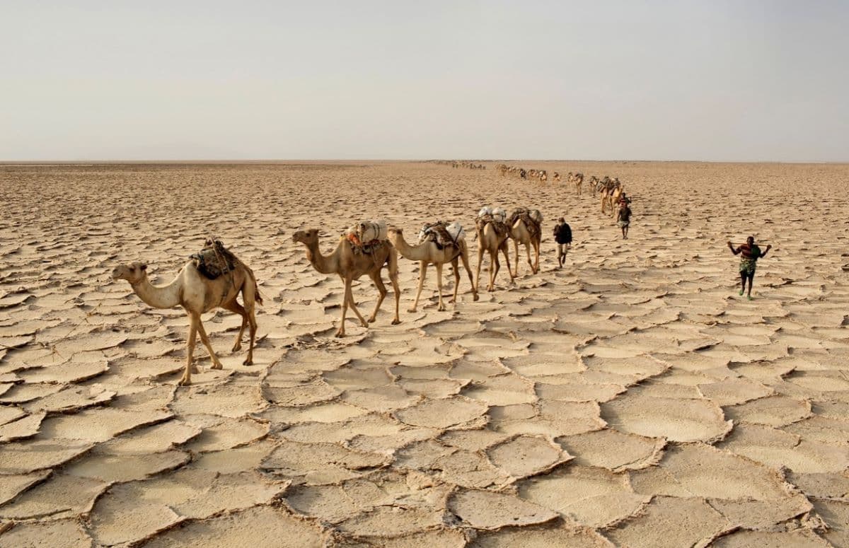 A camel caravan crosses a vast, cracked dry lakebed in the Afar Region under a hazy sky.