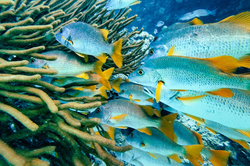 A school of yellowtail snapper swims near branching coral in clear blue water, capturing a vibrant underwater reef scene.