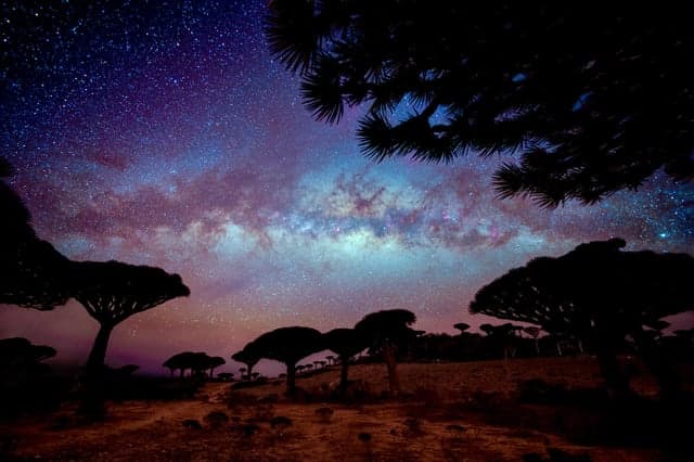 Silhouetted Dragon's Blood trees stand against a vibrant, star-filled night sky featuring the Milky Way, capturing a serene nocturnal landscape scene.