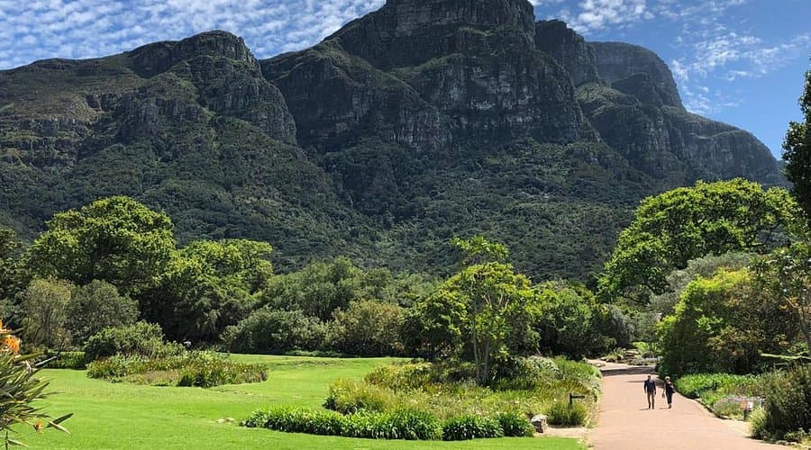 Lush green lawns and trees of Kirstenbosch Botanical Garden with Table Mountain in the background and a path with two walkers.