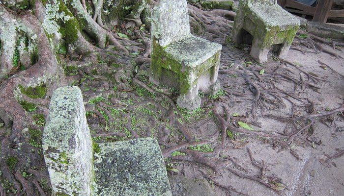 Ancient moss-covered stone chairs situated among exposed tree roots in a rustic outdoor setting, likely a historical monument in Ambarita village.