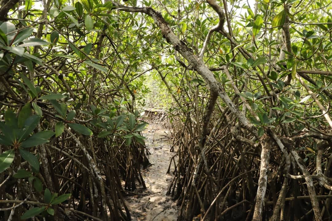 A narrow muddy path winds through a dense mangrove forest, flanked by tangled prop roots and lush green foliage.