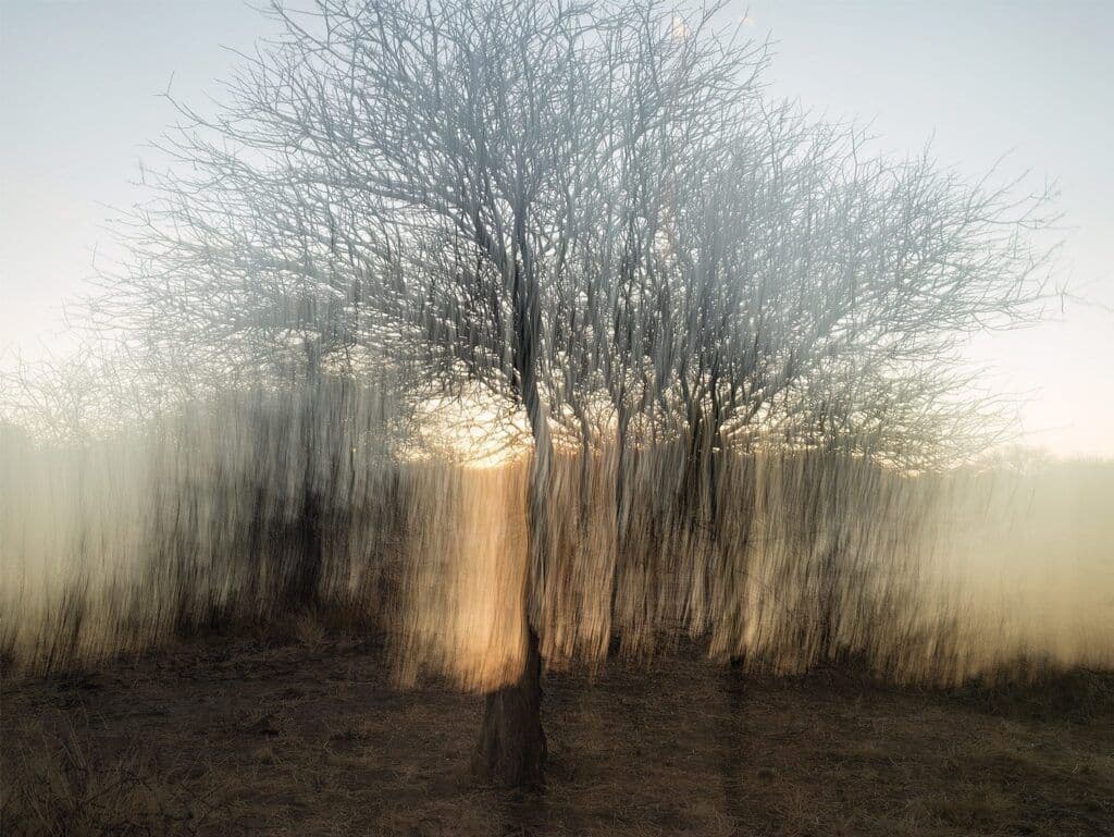 Savanna landscape at dawn near Ongandjera, Namibia, with a bare tree centered, tall dry grass, and soft golden light on the horizon.