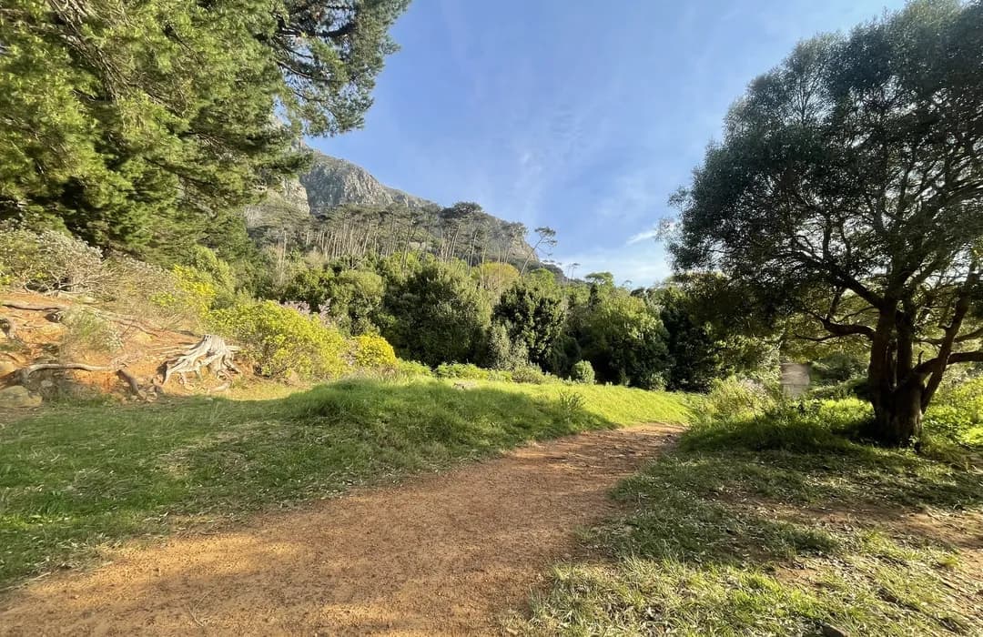 A sunlit dirt path winds through a lush green forest with large trees and a mountain backdrop under a blue sky.