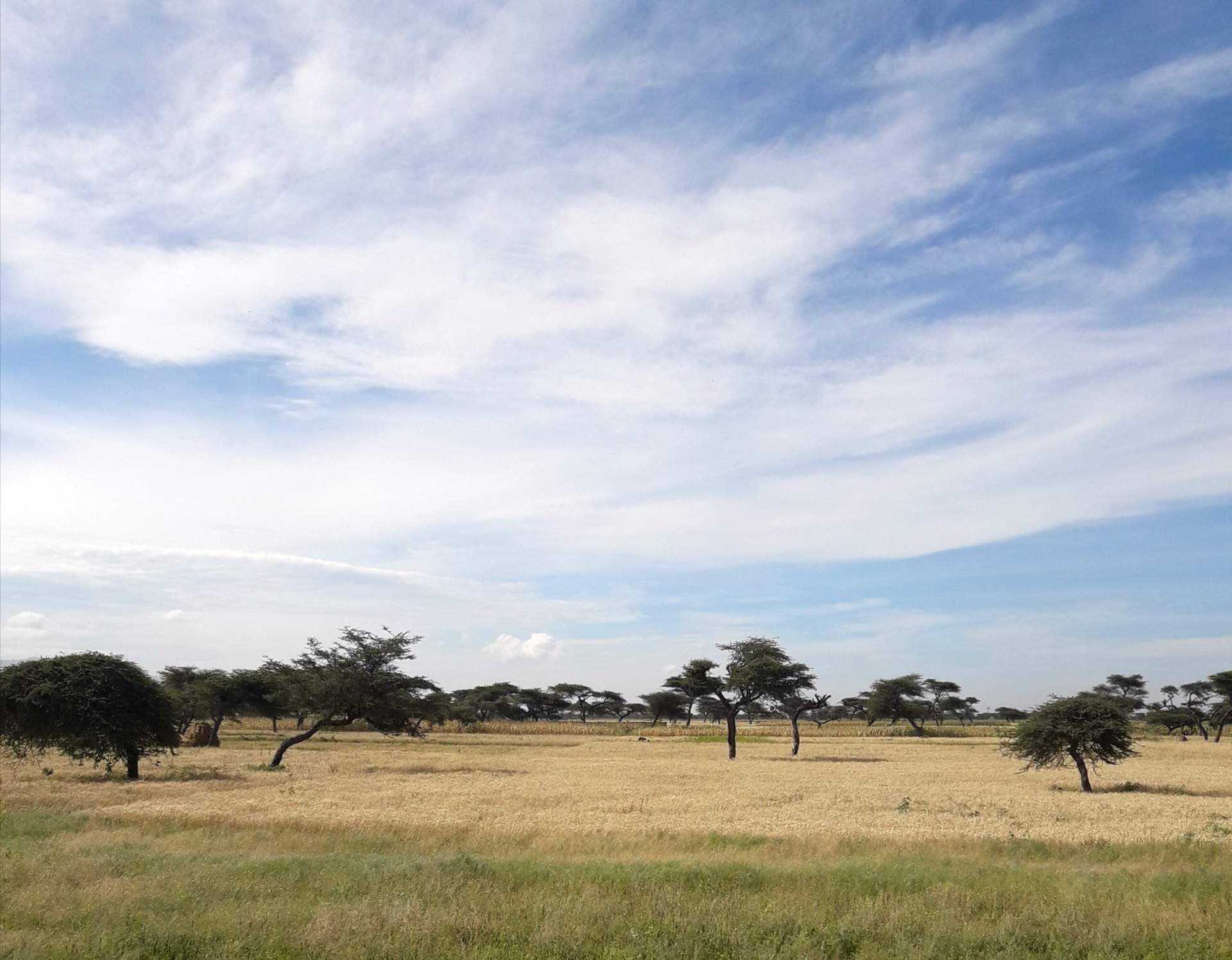 Bedelē, Ethiopia: Wildlife & Highland Travel