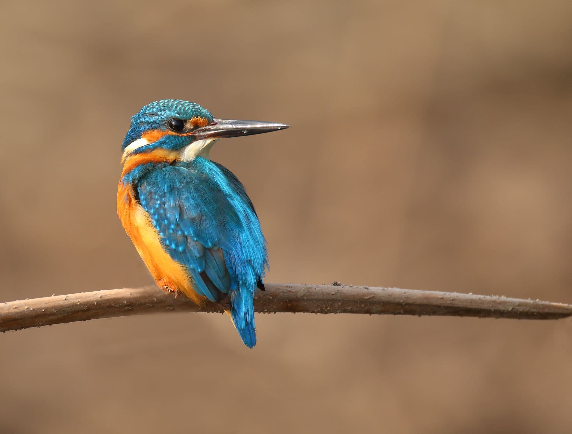 A common kingfisher perches on a bare branch, a key target species for observation along the River Almond corridor.