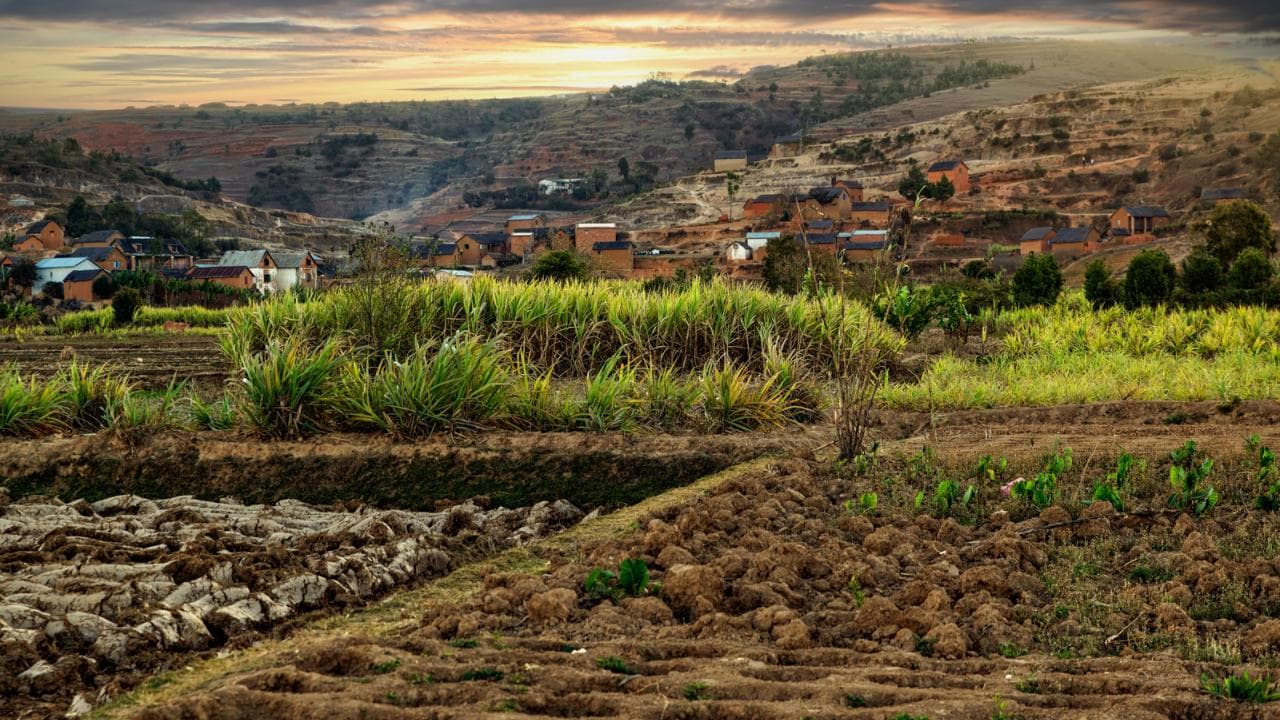 Rural landscape featuring terraced agricultural fields with sugarcane crops in the foreground and a village nestled in the hills under a sunset sky.
