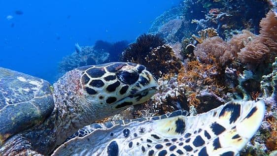 Sustainable Tourism in Nacala, Mozambique