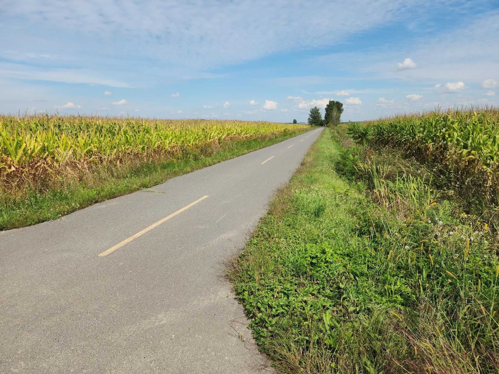 A paved rural road with a yellow centerline runs between cornfields toward a distant tree line under a blue sky.